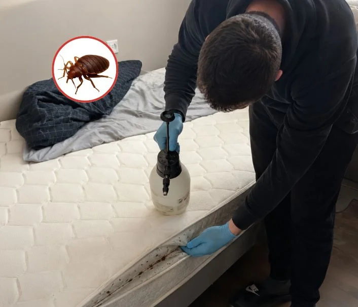 Technicien traitant un matelas contre les punaises de lit à Bagneaux-sur-Loing
